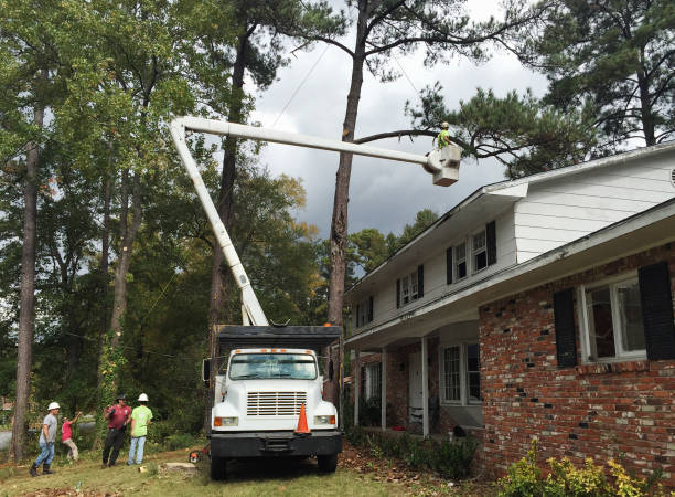 How Our Tree Care Process Works  in  Clarkston Heights Vineland, WA